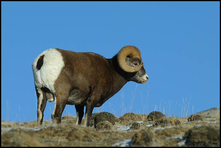 Bighorn Sheep, Jasper NP, AB