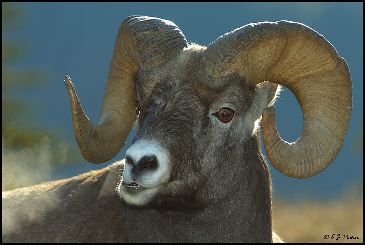Bighorn Sheep, Jasper NP, AB