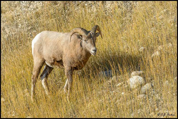 Bighorn Sheep,Jasper NP, AB
