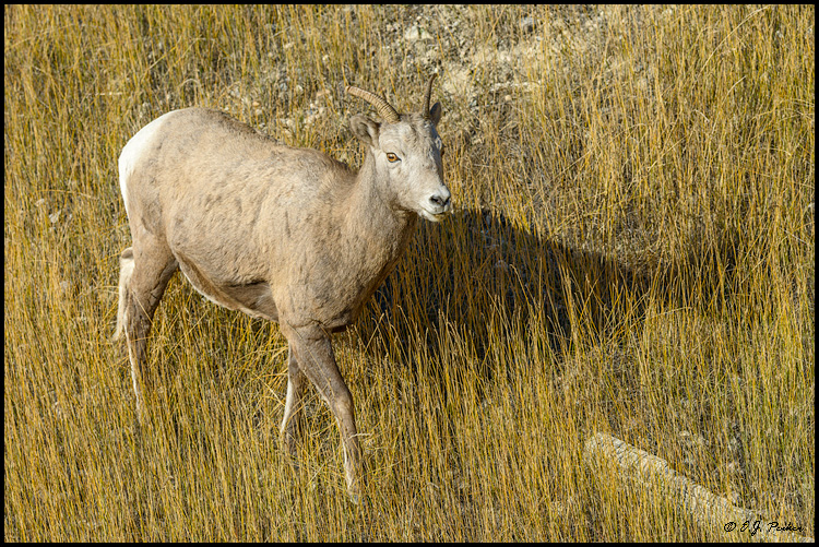 Bighorn Sheep,Jasper NP, AB