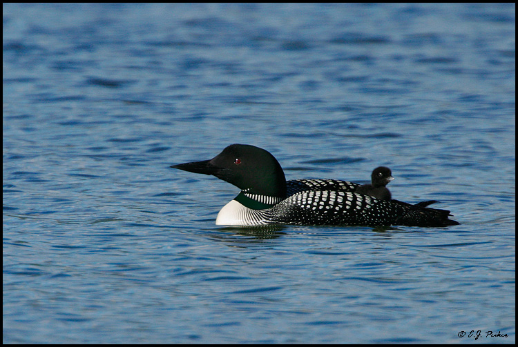 common loon drawing. images Common Loon (The