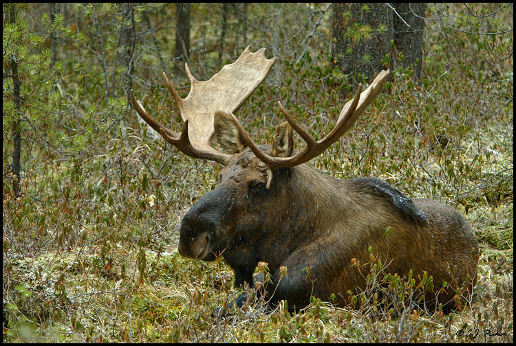 Moose, Jasper NP, AB