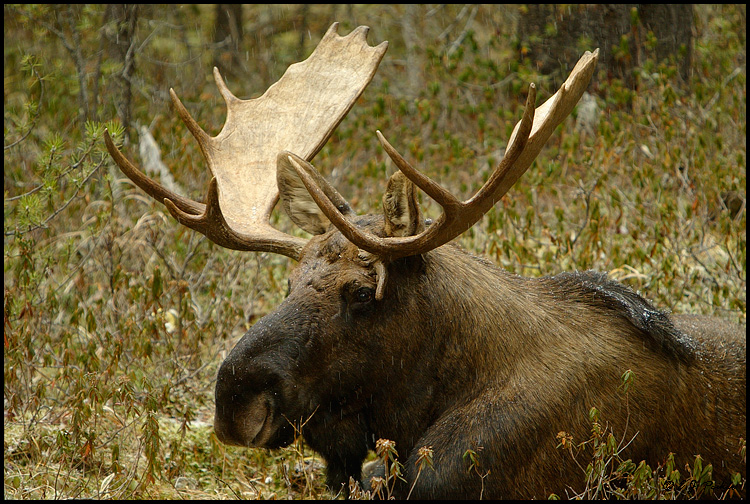 Moose, Jasper NP, AB