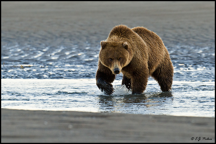 Brown Bear, Lake Clark NP, AK