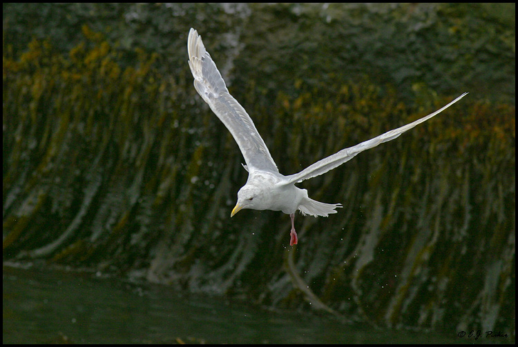 Glaucous-winged Gull, Saint Paul, AK