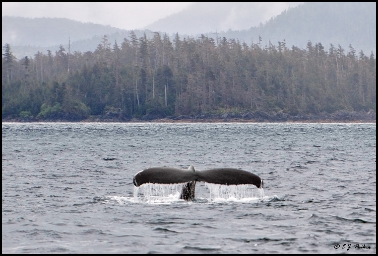 Humpback Whale, Sitka Sound, AK