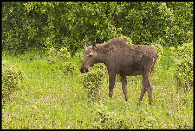 Moose, Anchorage, AK