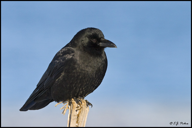 Northwestern Crow, Homer, AK