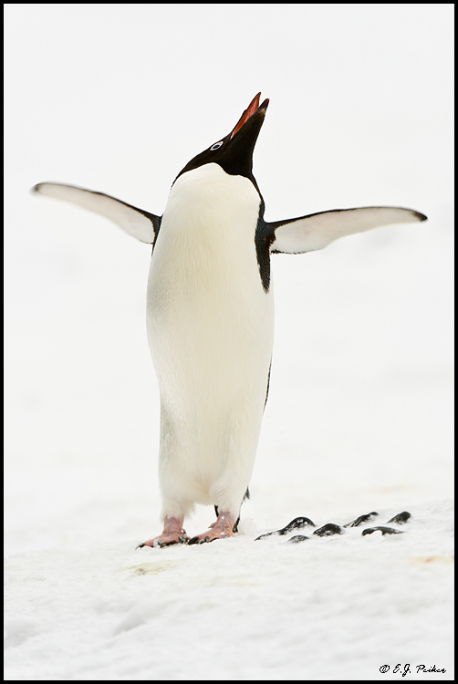 Adelie Penguin, Antarctica