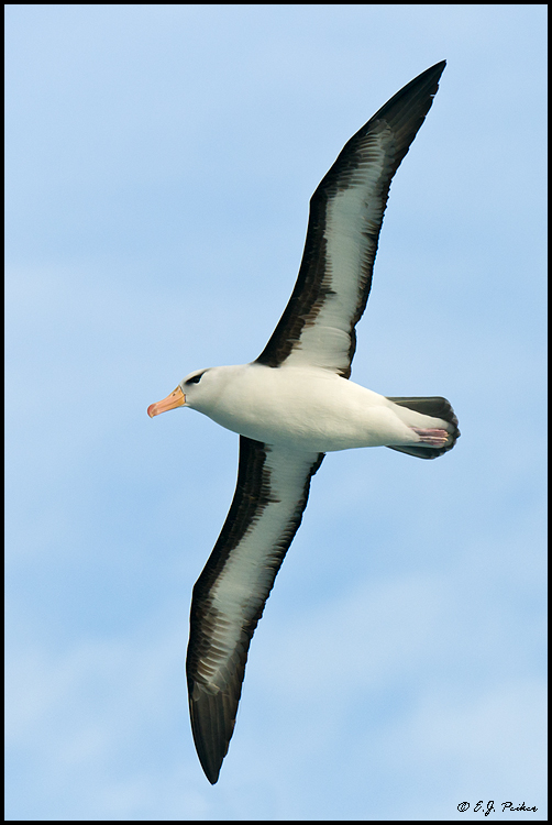 Black-browed Albatross, Drake Passage