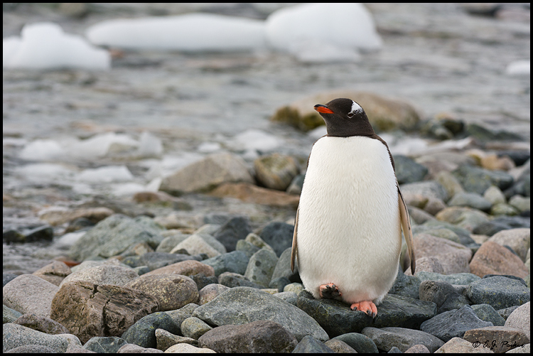 Gentoo Penguin, Antarctica