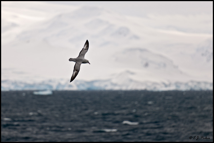 Southern Fulmar, Antarctica