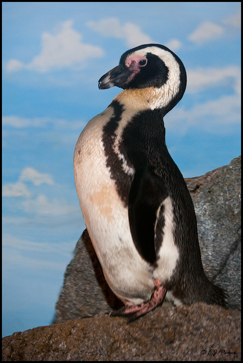 Afriocan Penguin (c), Litchfield Park, AZ