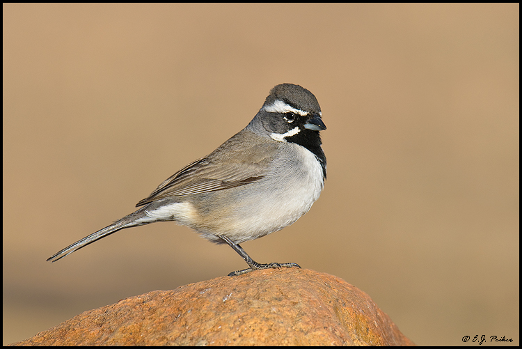 Black-throated Sparrow, Amado, AZ
