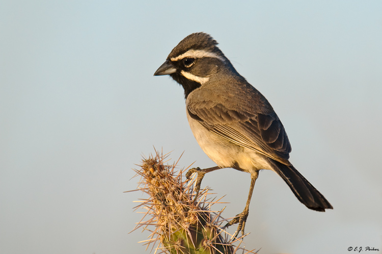 Black-throated Sparrow, Amado, AZ