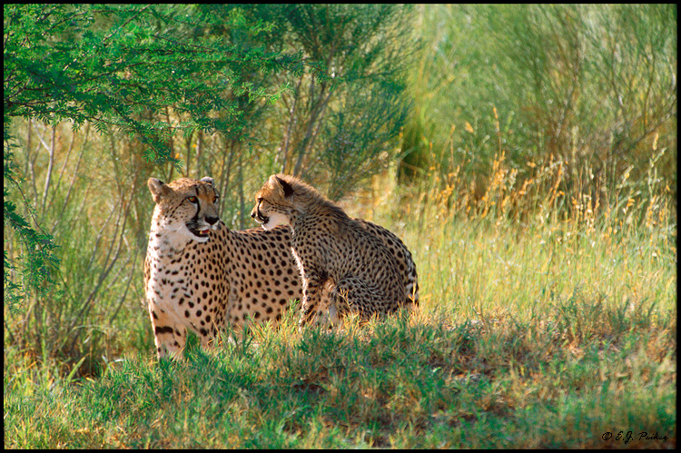 Mom and Cub Cheetah