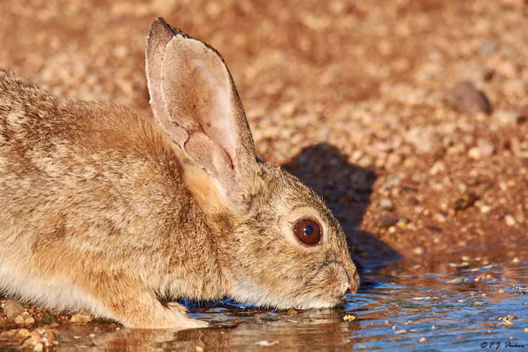 Cottontailed Rabbit, Amado, AZ
