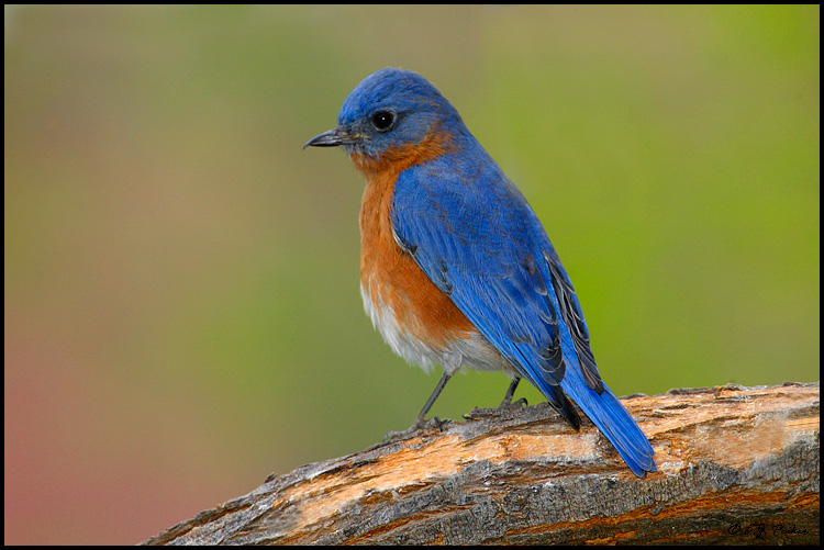Bluebird Picture