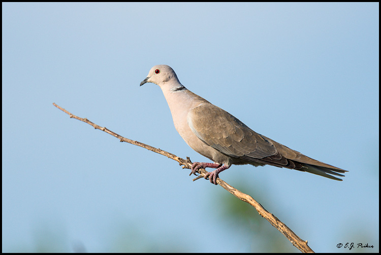 Eurasian Collared Dove, Chandler, AZ