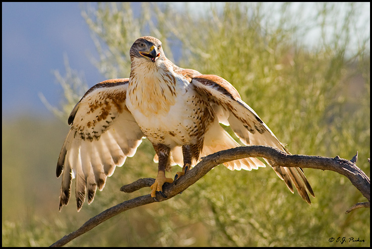 Ferruginous Hawk, Tucson, AZ