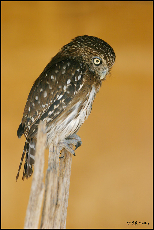 Whitney the Pygmy Owl