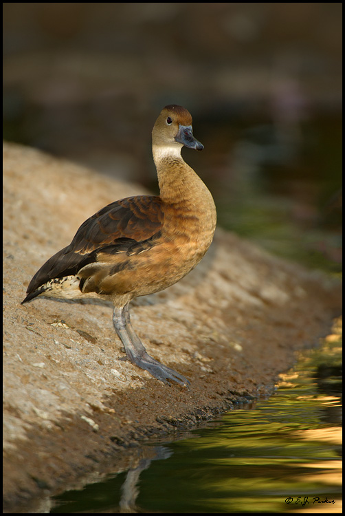 Fulvous Whistling Duck, Litchfield Park, AZ