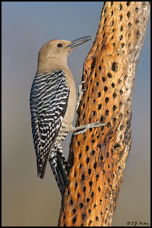 Gila Woodpecker,Amado, AZ