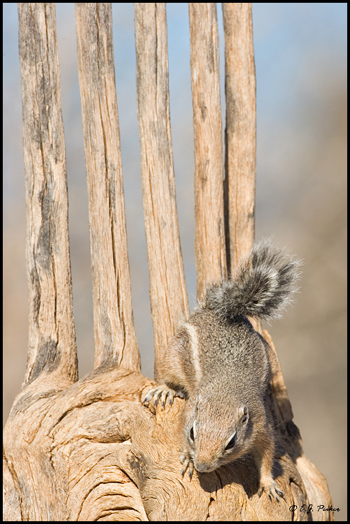 Harris' Antelope Ground Squirrel, Green Valley, AZ