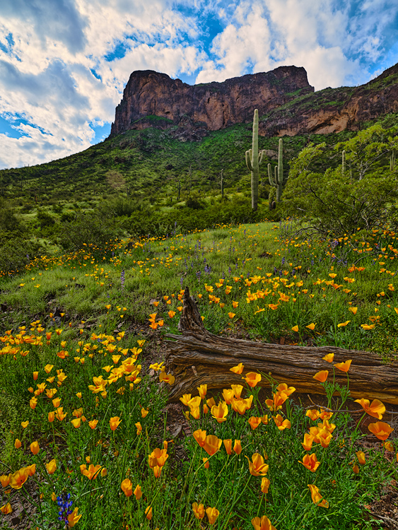 Picacho Peak, AZ