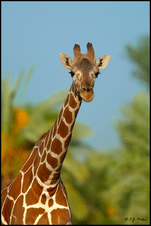 giraffe at home