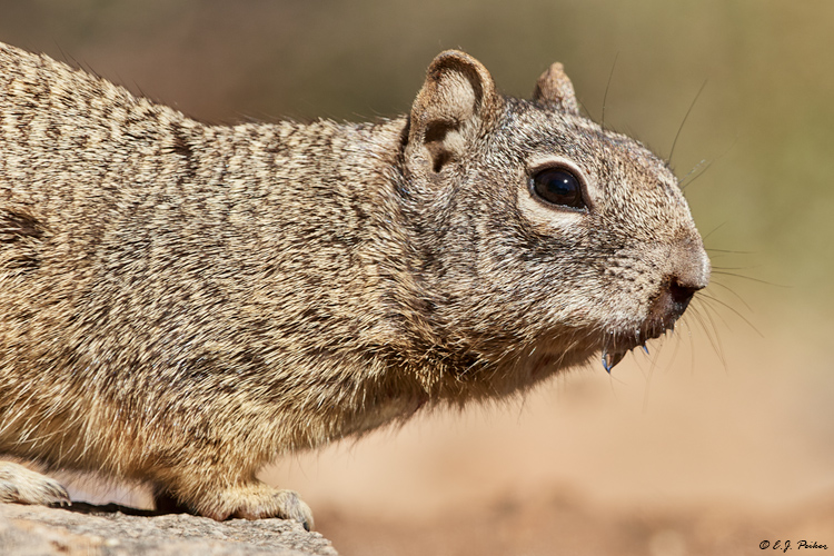 Rock Squirrel, AZ