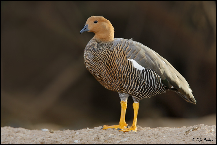 Ruddy-headed Goose, Litchfield Park, AZ