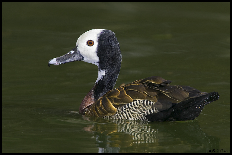 White-faced Whistling Duck, Litchfield Park, AZ