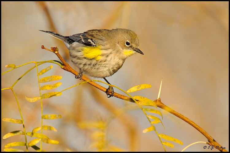 Yellow-rumped Warbler, Gilbert, AZ