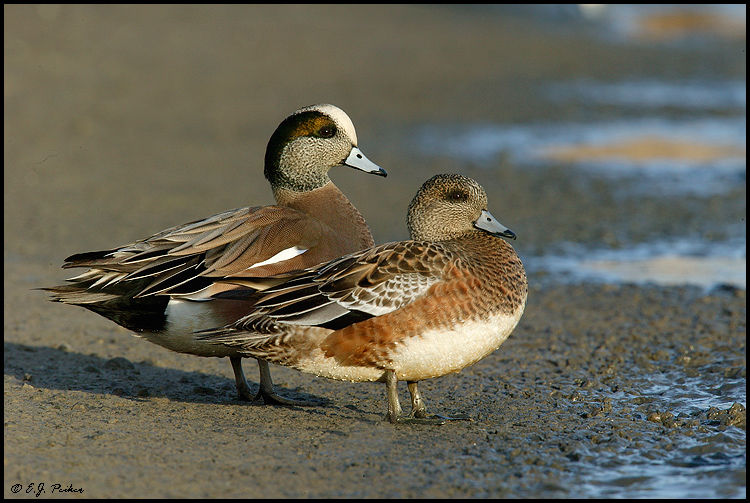 American Wigeon, Vancouver, BC