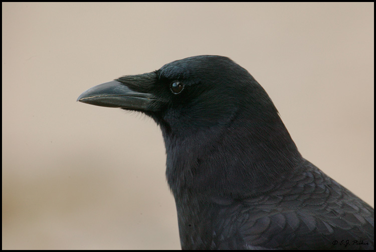 Northwestern Crow, Vancouver, BC