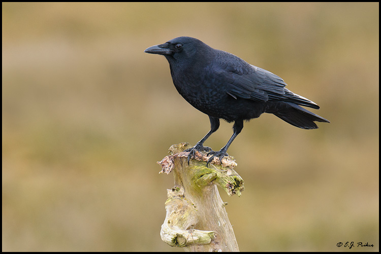 Northwestern Crow, Boundary Bay, BC