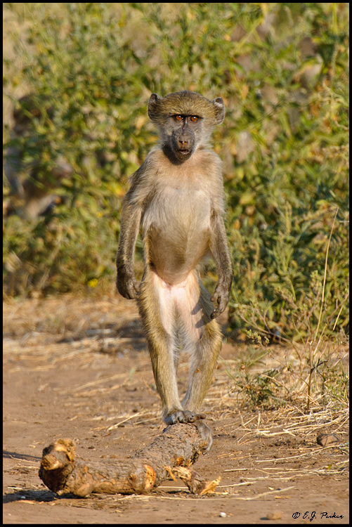 Baboon, Botswana