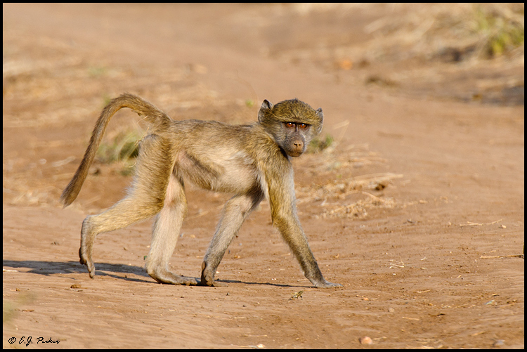 Baboon, Botswana