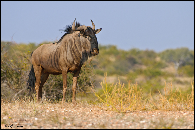 Blue Wildebeest (Blue Gnu), Botswana