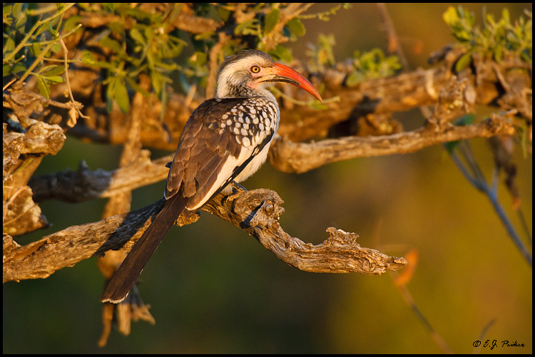 Red-billed Hornbill, South Africa