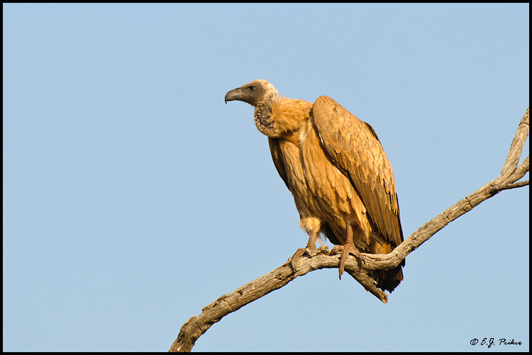 White-backed Vulture, South Africa