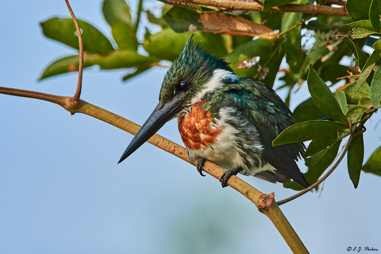 Amazon Kingfisher, Pantanal, Brazil