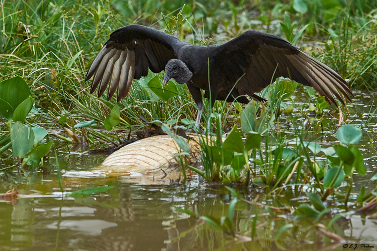 Black Vulture, Pantanal, Brazil