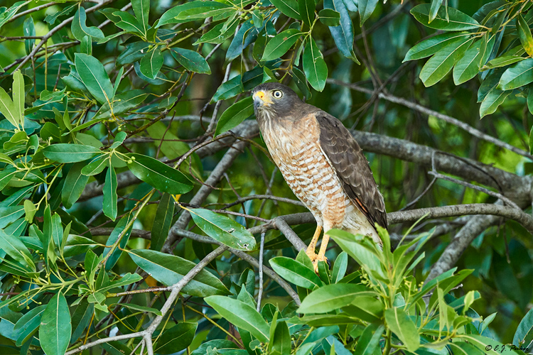 Roadside Hawk, Pantanal, Brazil