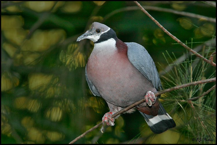Collared Imperial Pigeon, San Diego, CA