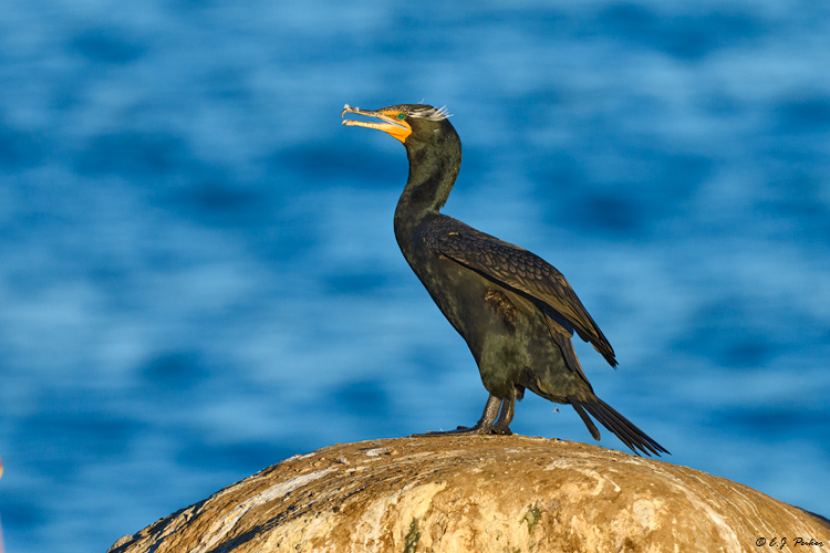 Double-crested Cormorant, La Jolla, CA
