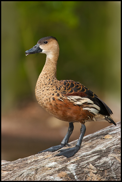 Fulvous Whistling Duck, San Diego, CA