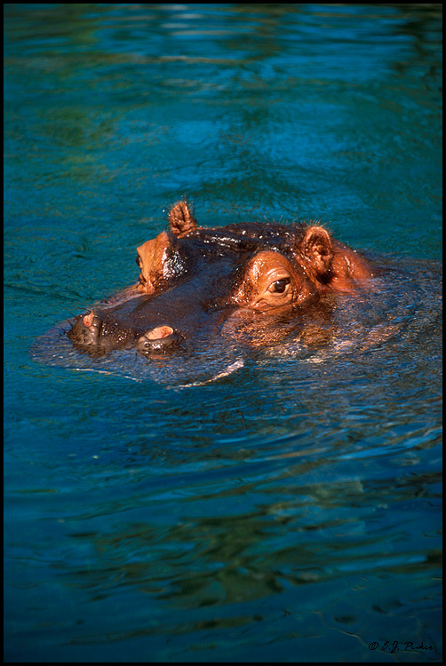 Hippopotamus, San Diego, CA