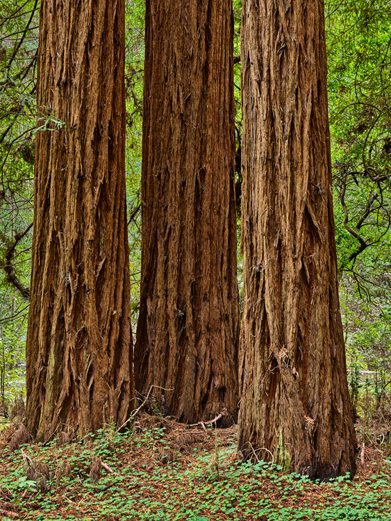 Muir Woods National Monument, CA